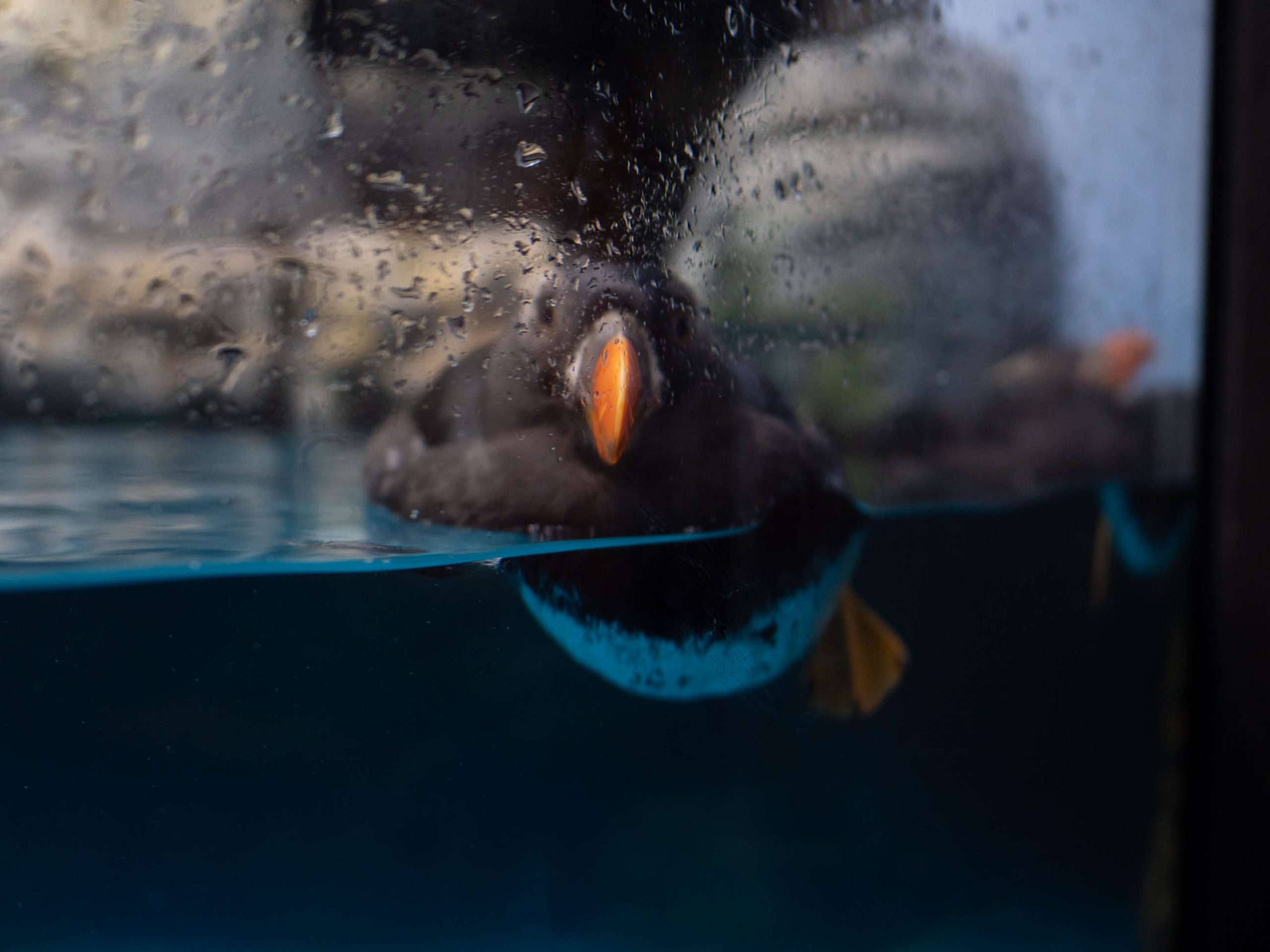 大洗水族館　海鳥　250216 (1 - 1)